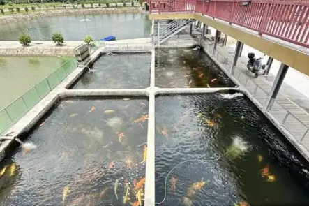 98年女碩士畢業返鄉創業:管理230畝池塘,成為“養魚主理人”-專在家創業網